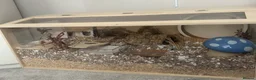 Hamster rodents for sale: MALE SYRIAN HAMSTER (WITH ENCLOSURE) - Advert 4