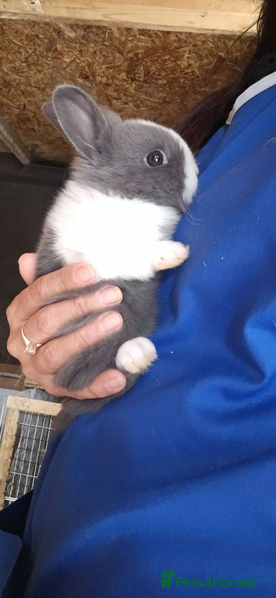 Dutch rabbits for sale: They are so cute 😍 and soft  - Advert 1