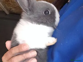 Dutch rabbits They are so cute 😍 and soft - Advert 6