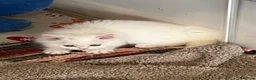 Turkish Angora cats for sale: Stunning Turkish Angora x Persian  - Advert 12