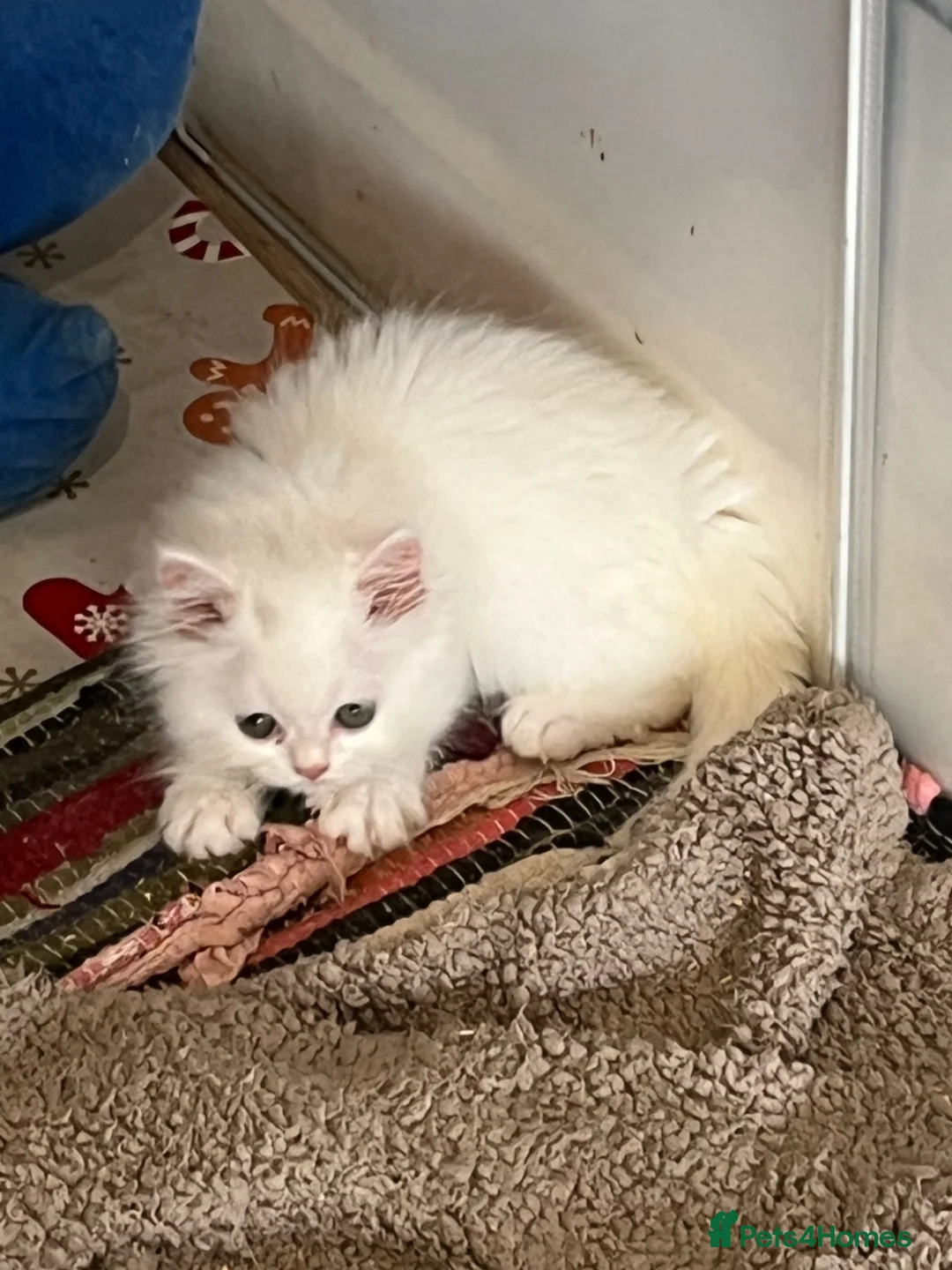 Turkish Angora cats for sale: Stunning Turkish Angora x Persian  - Advert 12