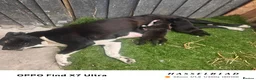 Staffordshire Bull Terrier dogs for sale: staffordshire bull terrier - Advert 1