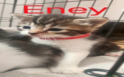 Mixed Breed cats for sale: Ragdoll mixed kittens - Image 3