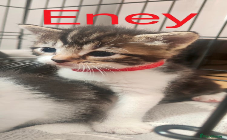 Mixed Breed cats - Advert 3