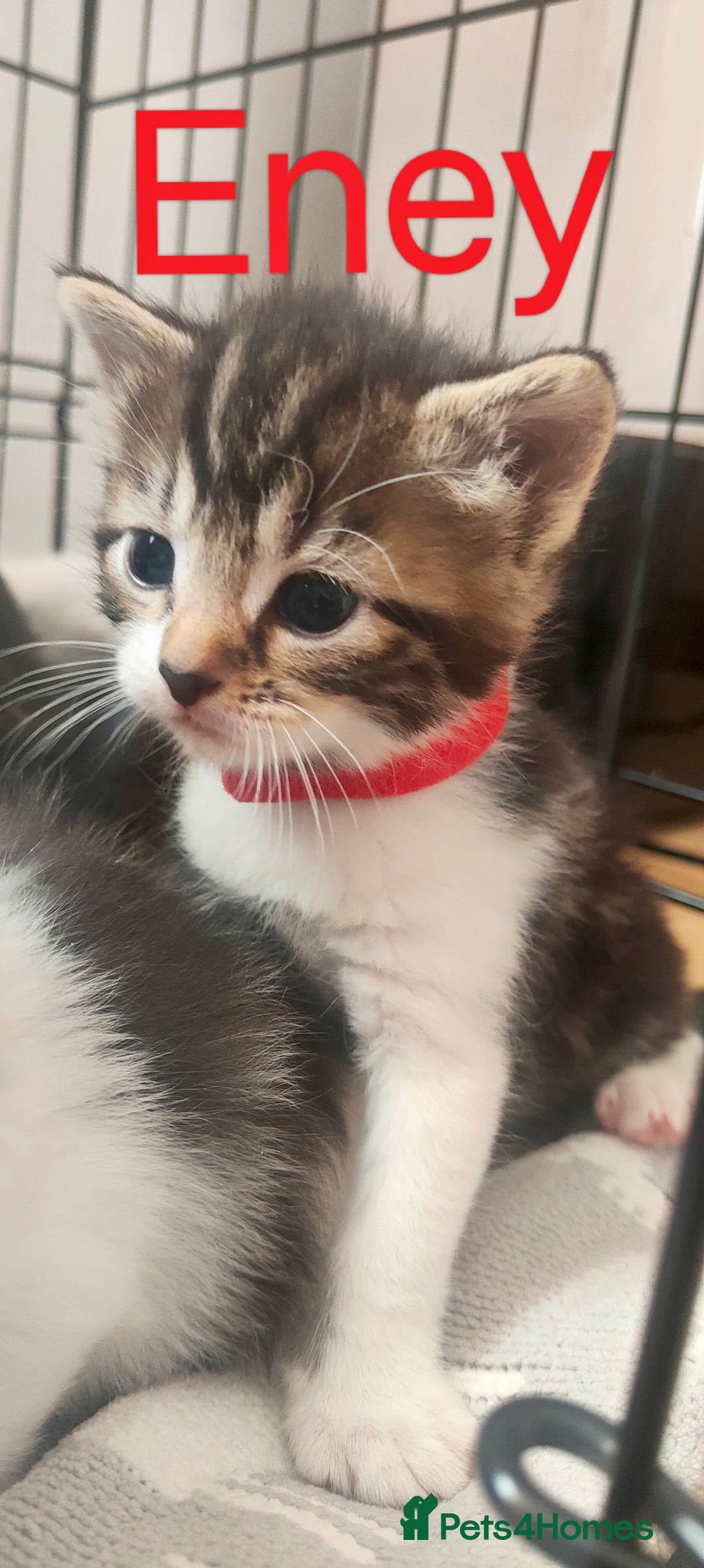 Mixed Breed cats for sale: Ragdoll mixed kittens - Image 3