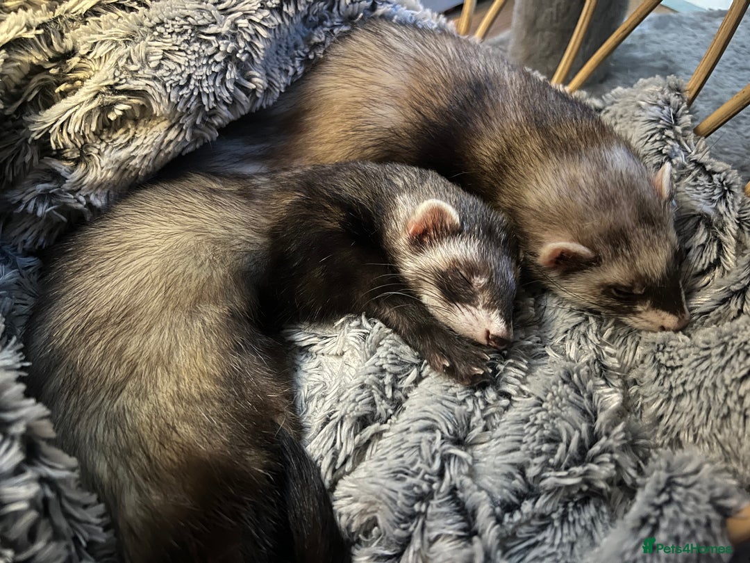Ferret rodents for sale: 2 Bonded male ferrets, cage and full set up - Image 2