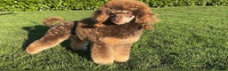 Toy Poodle dogs for stud: Health Tested Chocolate & Tan Phantom Toy Poodle in Maldon - Advert 2