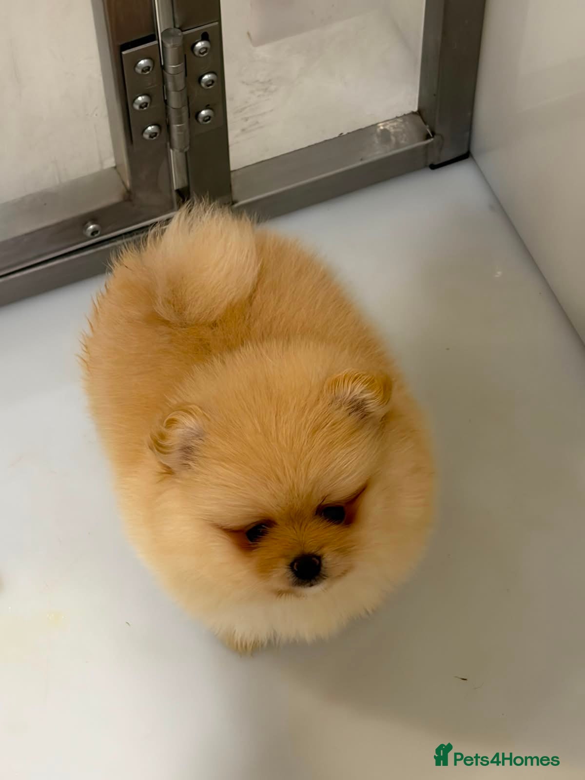 Pomeranian dogs Gorgeous Poms  - Advert 4