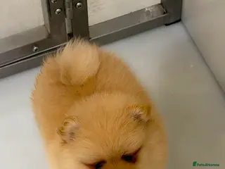 Pomeranian dogs Gorgeous Poms - Advert 4