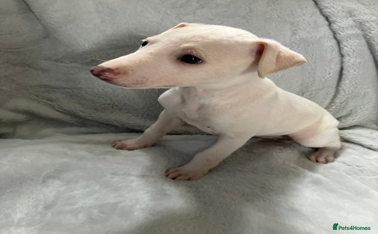 Whippet dogs - Advert 1
