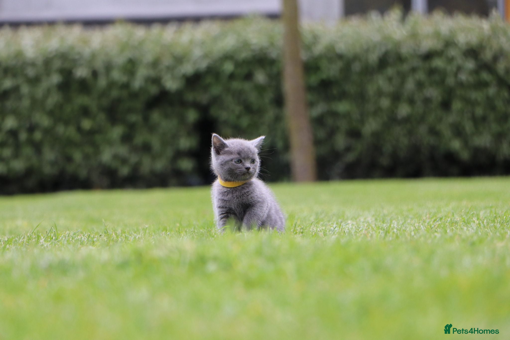 British Shorthair cats  Beautiful Female British Shorthair Kitten - Advert 18