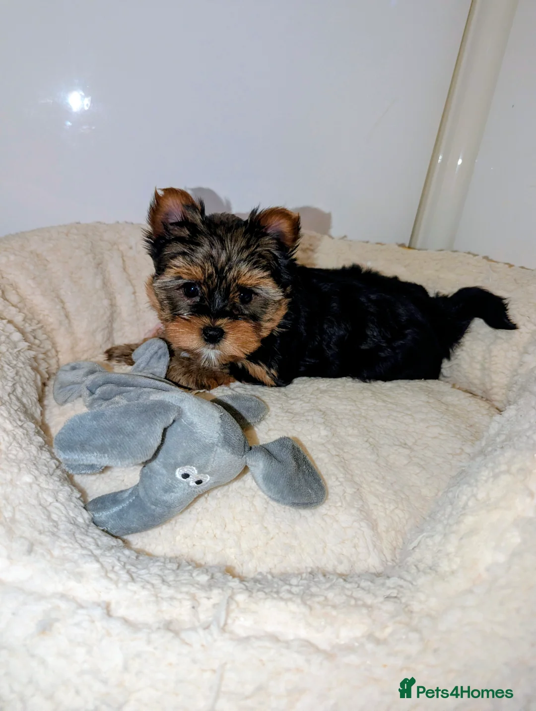 Yorkshire Terrier dogs for sale: Little bundles of joy available  - Advert 21