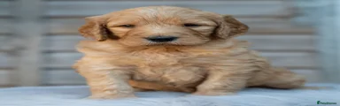 Goldendoodle 8