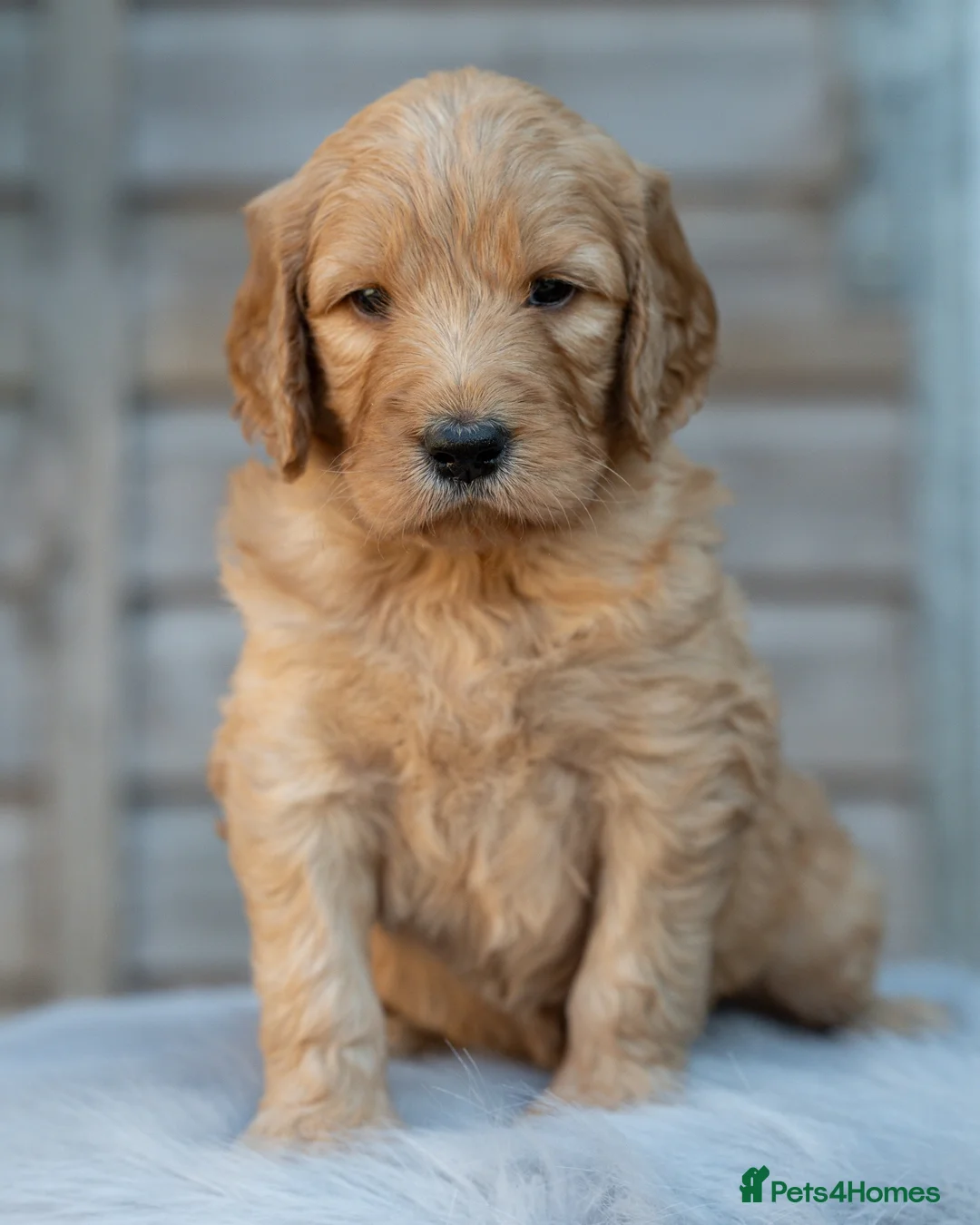 Goldendoodle dogs for sale: QUALITY F1 GOLDENDOODLE PUPPIES🌟 - Advert 14