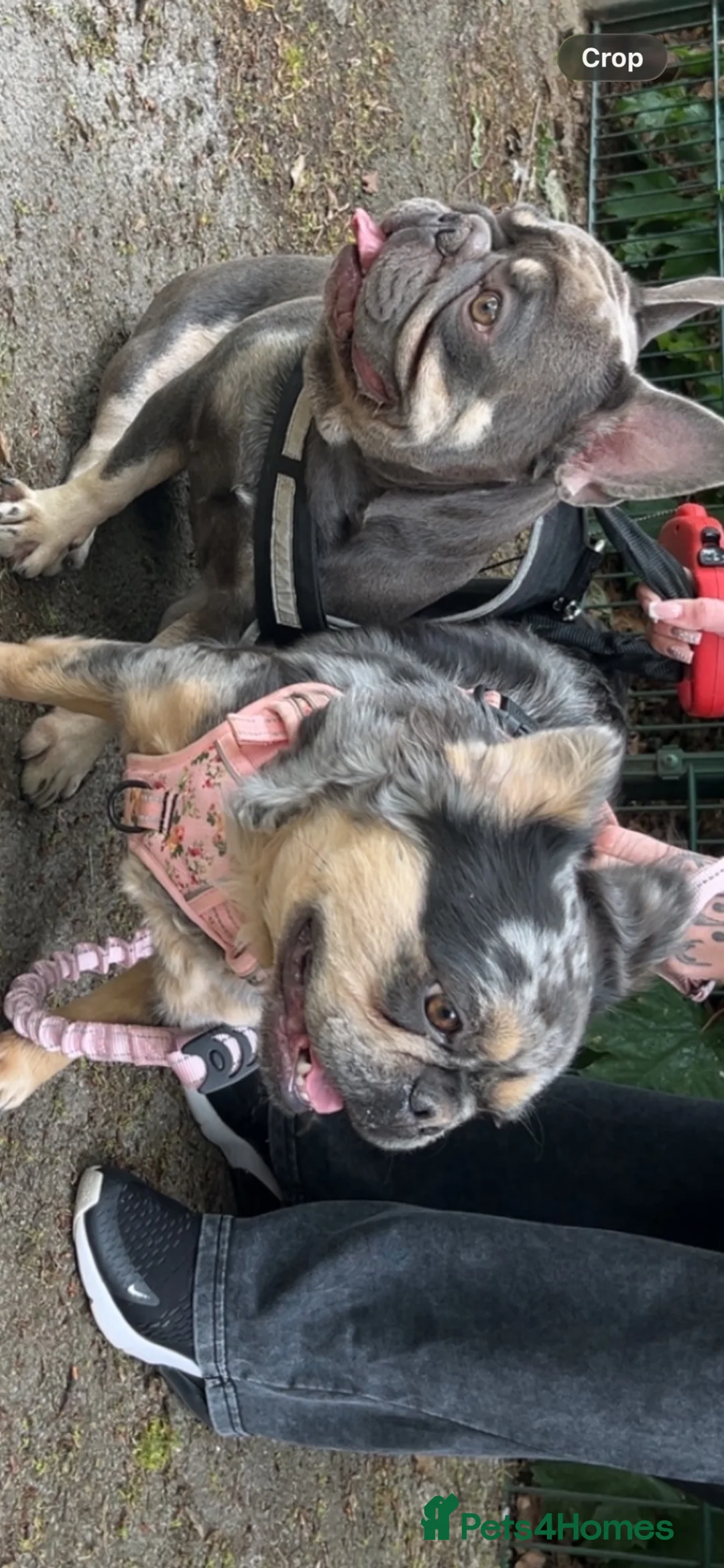 French Bulldog dogs for sale: Puppy frenchies for sale - Advert 2