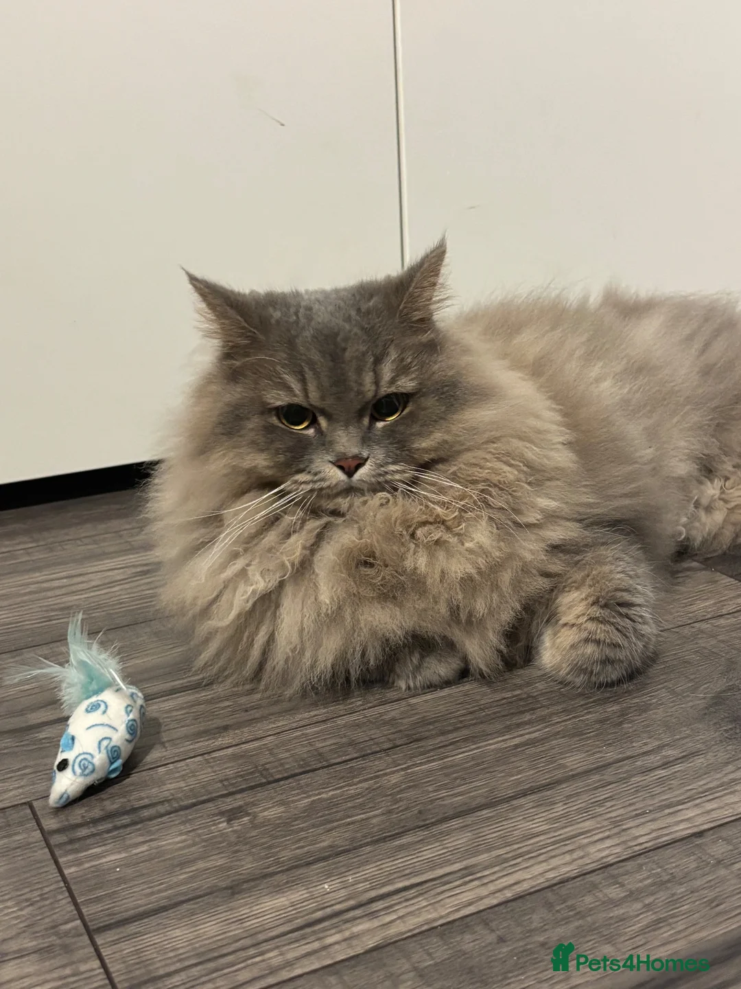 British Longhair cats for sale: British long hair, Ozzy (oswald, Oz) - Advert 2