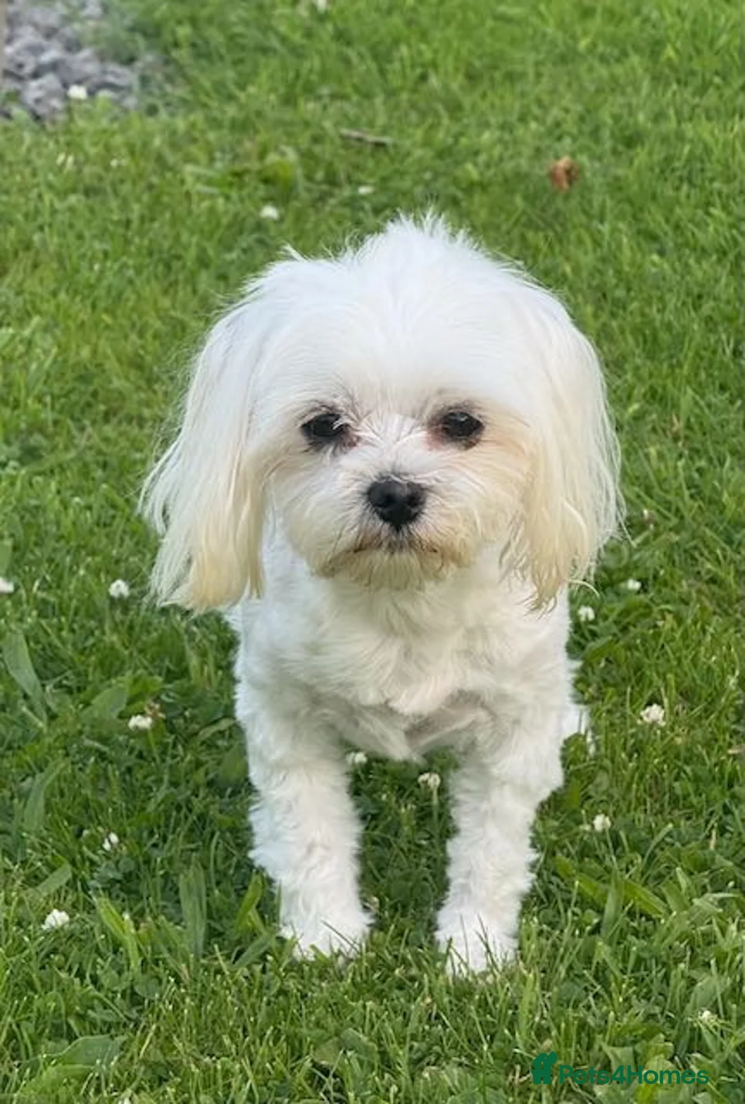 Maltese dogs for sale: 2 GORGEOUS MALTESE GIRLS - Advert 1