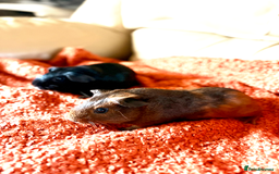 Guinea Pig rodents for sale: Two lovely boars looking for a new home! - Image 7