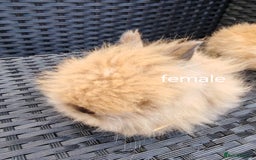 Lionhead rabbits for sale: Double maned lion head babies ready to leave now - Image 8