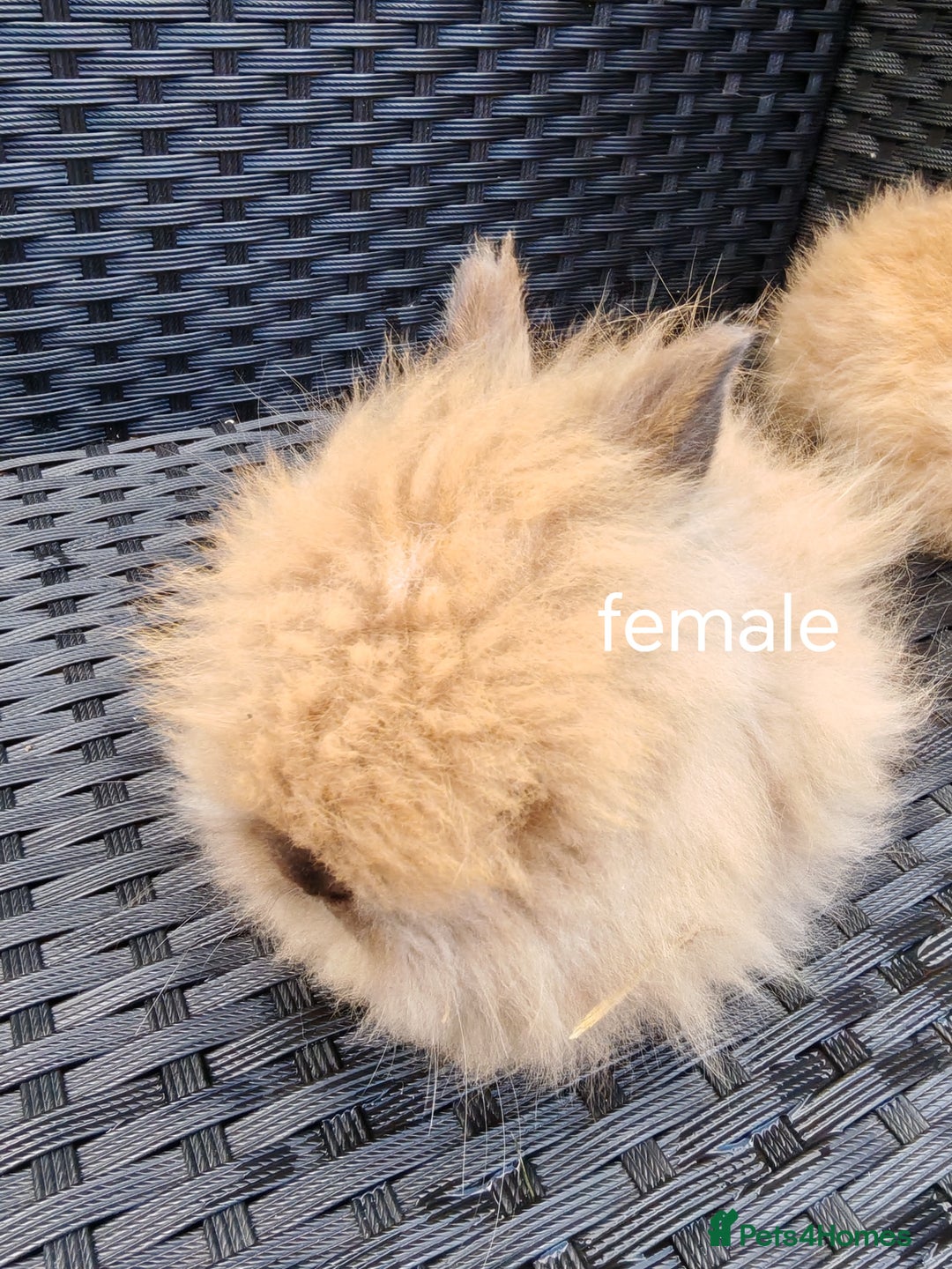 Lionhead rabbits for sale: Double maned lion head babies ready to leave now - Image 8