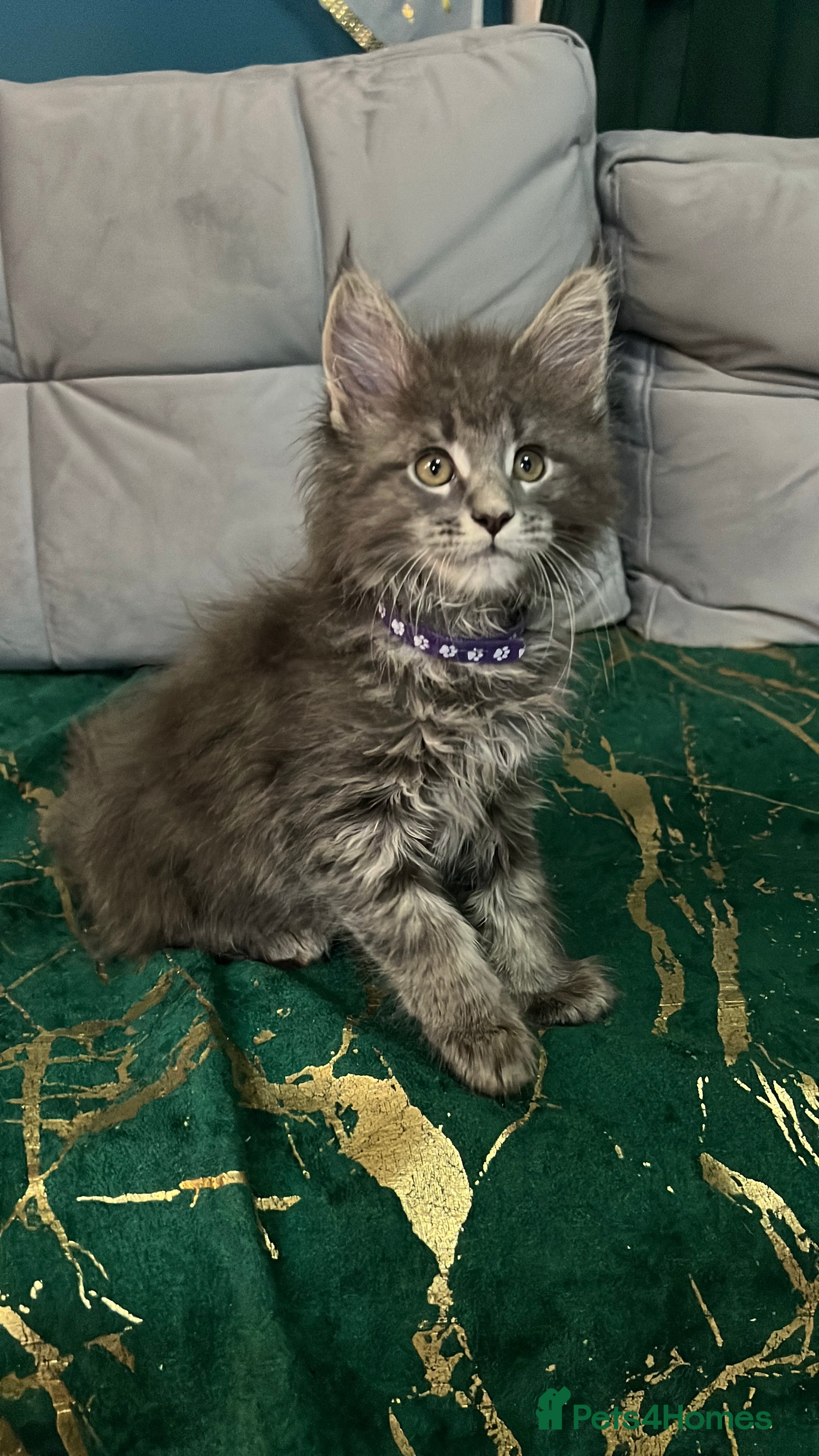 Maine Coon cats beautiful 3  girls  Pure Maincoon  - Advert 10