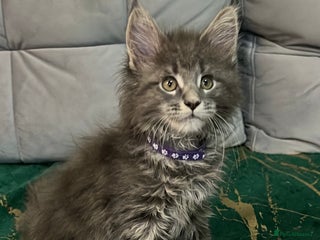 Maine Coon cats beautiful 3 girls Pure Maincoon - Advert 4