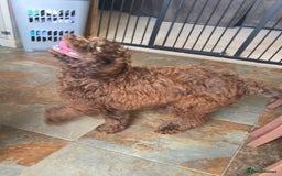 Newfypoo dogs for sale: LAST REMAINING🐾 Beautiful Newfypoo Puppies 🐾 in Doncaster - Image 8
