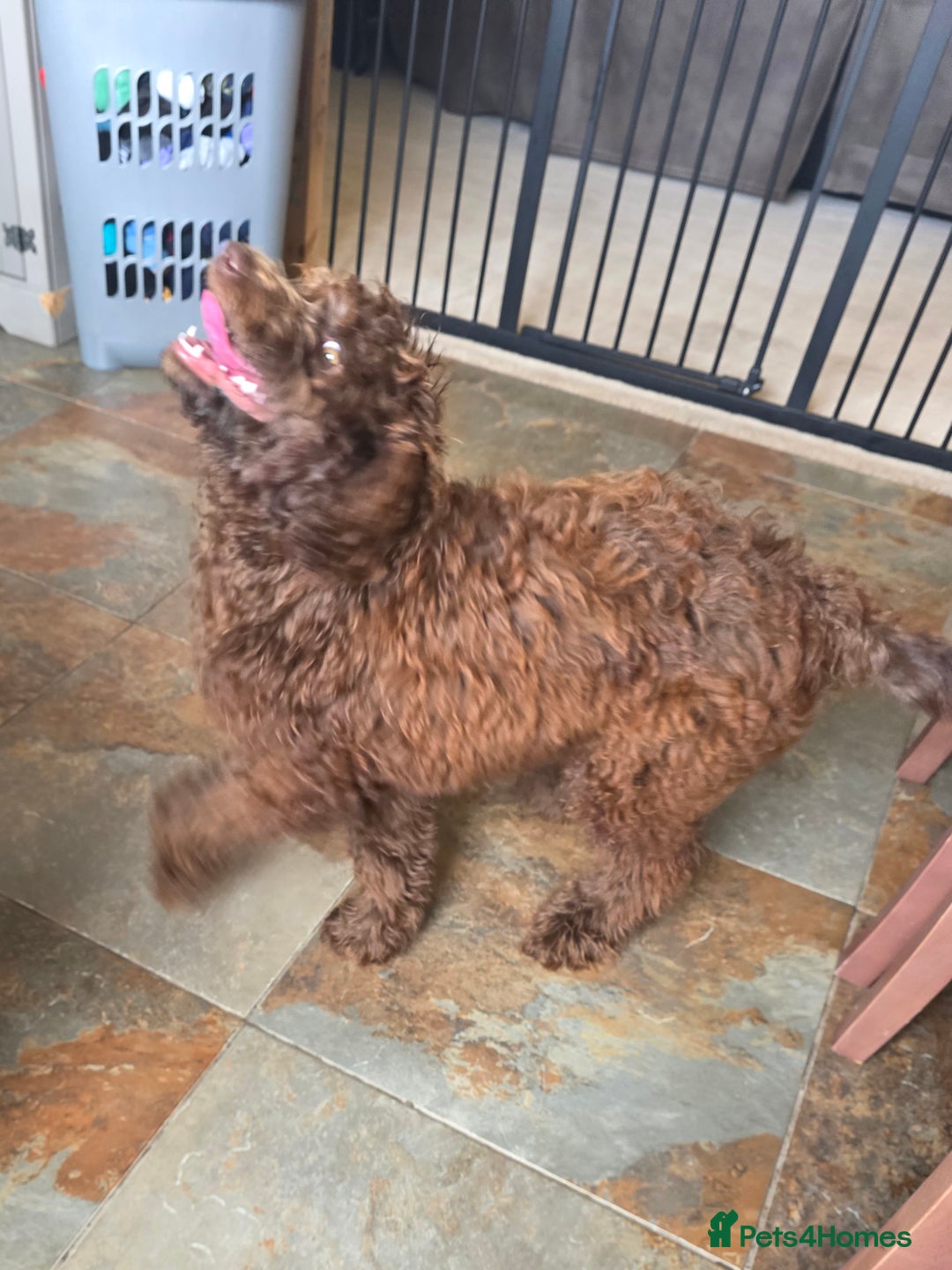 Newfypoo dogs for sale: LAST REMAINING🐾 Beautiful Newfypoo Puppies 🐾 in Doncaster - Image 8