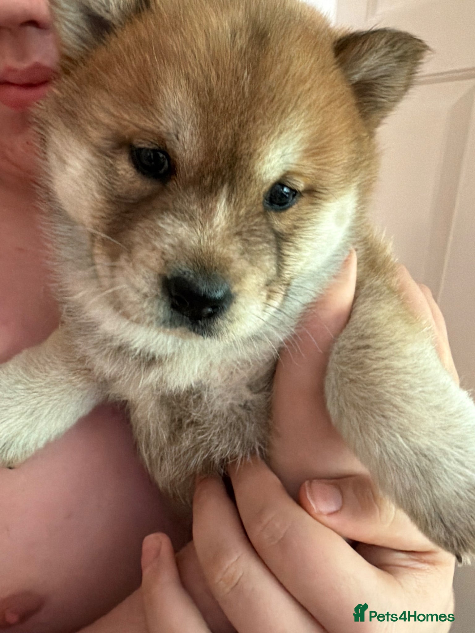 Mixed Breed dogs Chowski puppy’s  - Advert 2