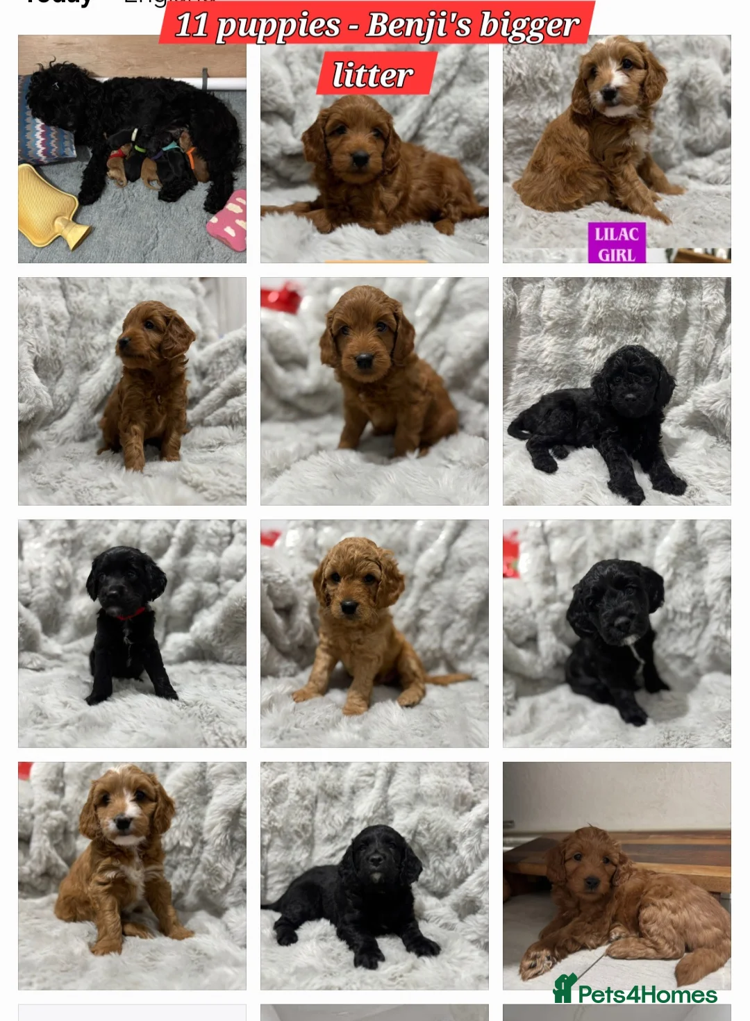 Cockapoo dogs for stud: F1 cocapoo well Proven extensively health tested in Bromley - Advert 18