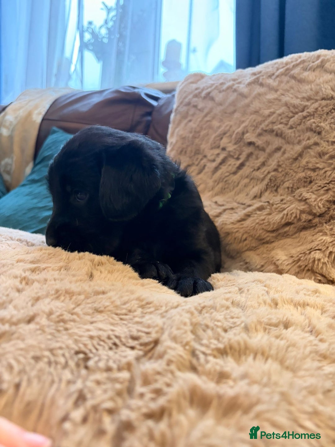 Labradoodle dogs for sale: 7 beautiful labradoodle puppies wanting a home - Advert 19