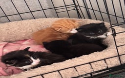 Mixed Breed cats for sale: Four beautiful mixed breed kittens - Image 1