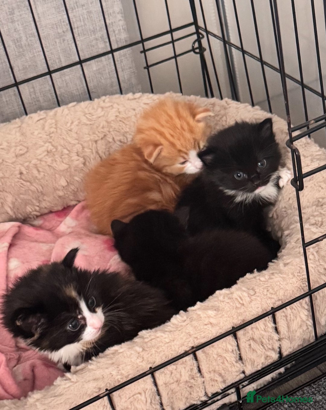Mixed Breed cats for sale: Four beautiful mixed breed kittens - Image 1