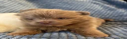Pomeranian dogs for sale: Lilac parti pom poms  - Advert 16