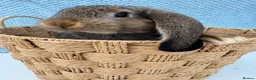 French Lop rabbits for sale: Pure breed Baby Giant French Lops Rabbits - Advert 3