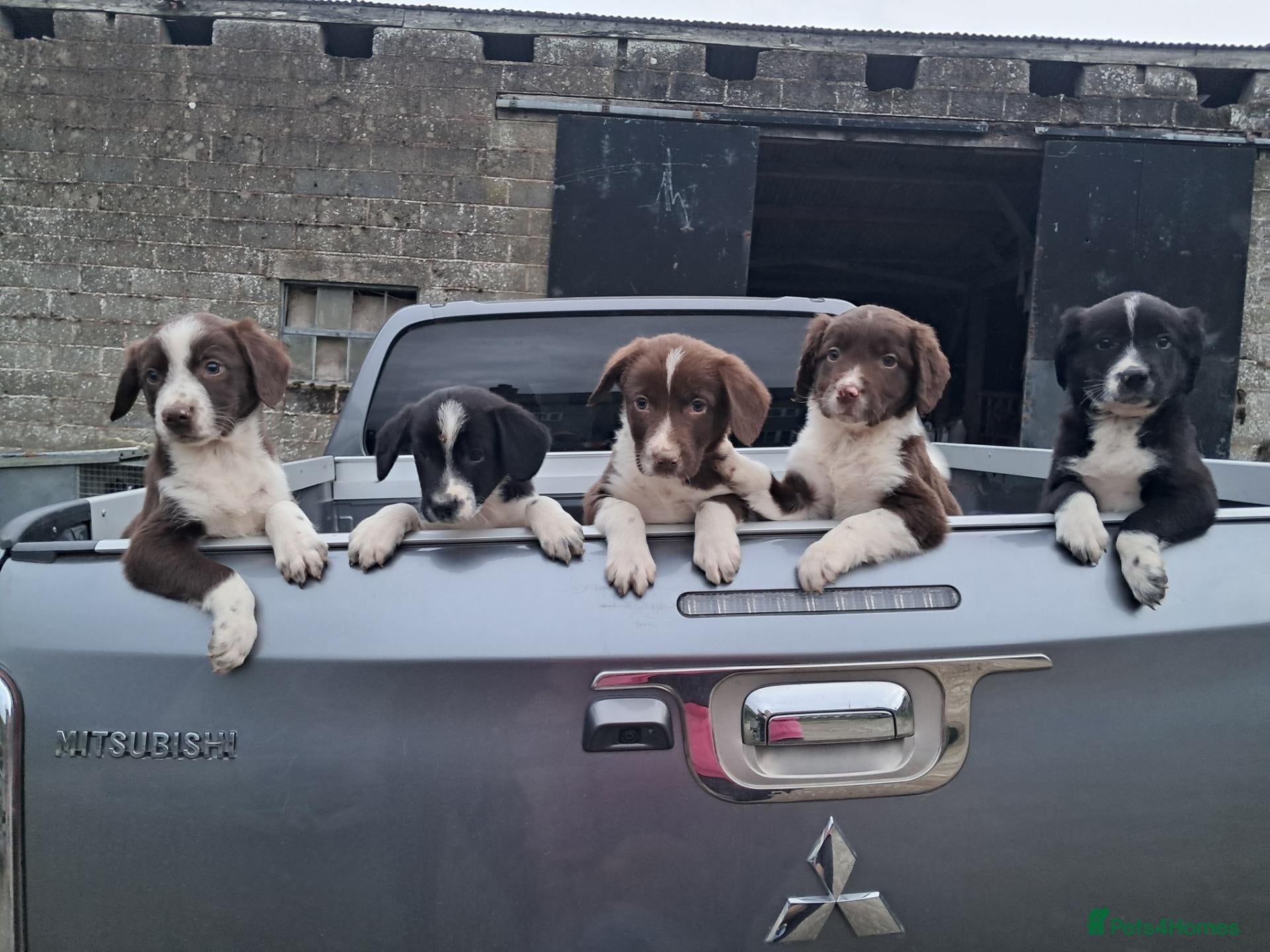 Sprollie dogs Sprollie pups - Advert 1