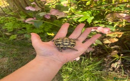 Tortoise reptiles for sale: Various Tortoises - Image 1