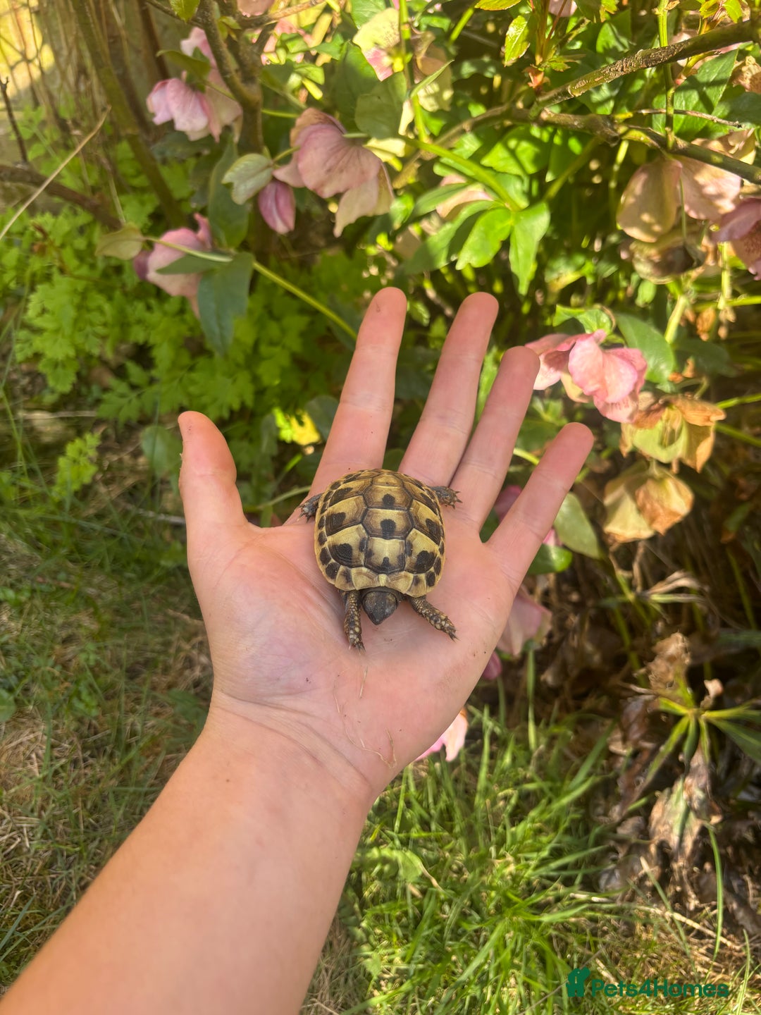 Tortoise reptiles for sale: Various Tortoises - Image 1