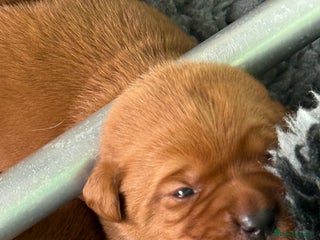 Labrador Retriever dogs Just a beautiful litter Deep reds - Advert 7