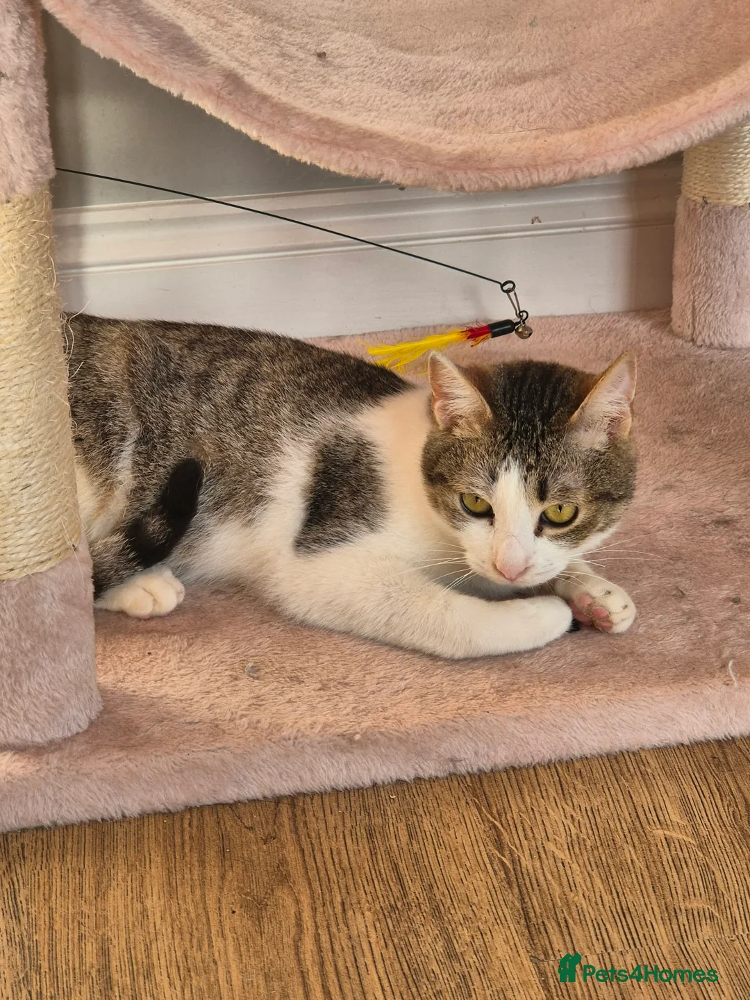Mixed Breed cats for adoption: Galaxy for adoption in Waterlooville - Advert 7