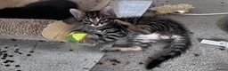 Mixed Breed cats for sale: Adorable bengal&tabby mix kittens  - Advert 19