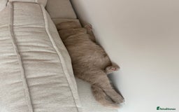 British Shorthair cats for sale: Beautiful British ShortHair Rare Fawn - Advert 21