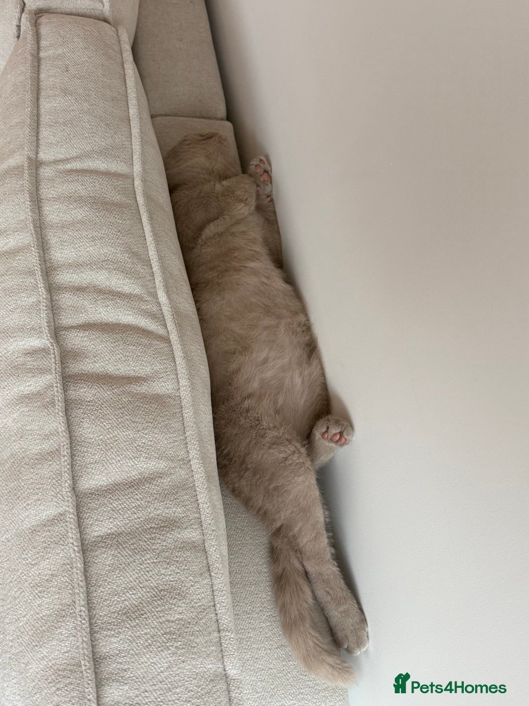 British Shorthair cats for sale: Beautiful British ShortHair Rare Fawn - Advert 21