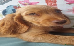 Cocker Spaniel dogs for sale: 🐶PRA FA HEALTH TESTED Show Cocker Spaniels Ready - Image 31