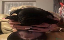 French Bulldog dogs for sale: **READY NOW**French bulldog puppies READY NOW - Image 17