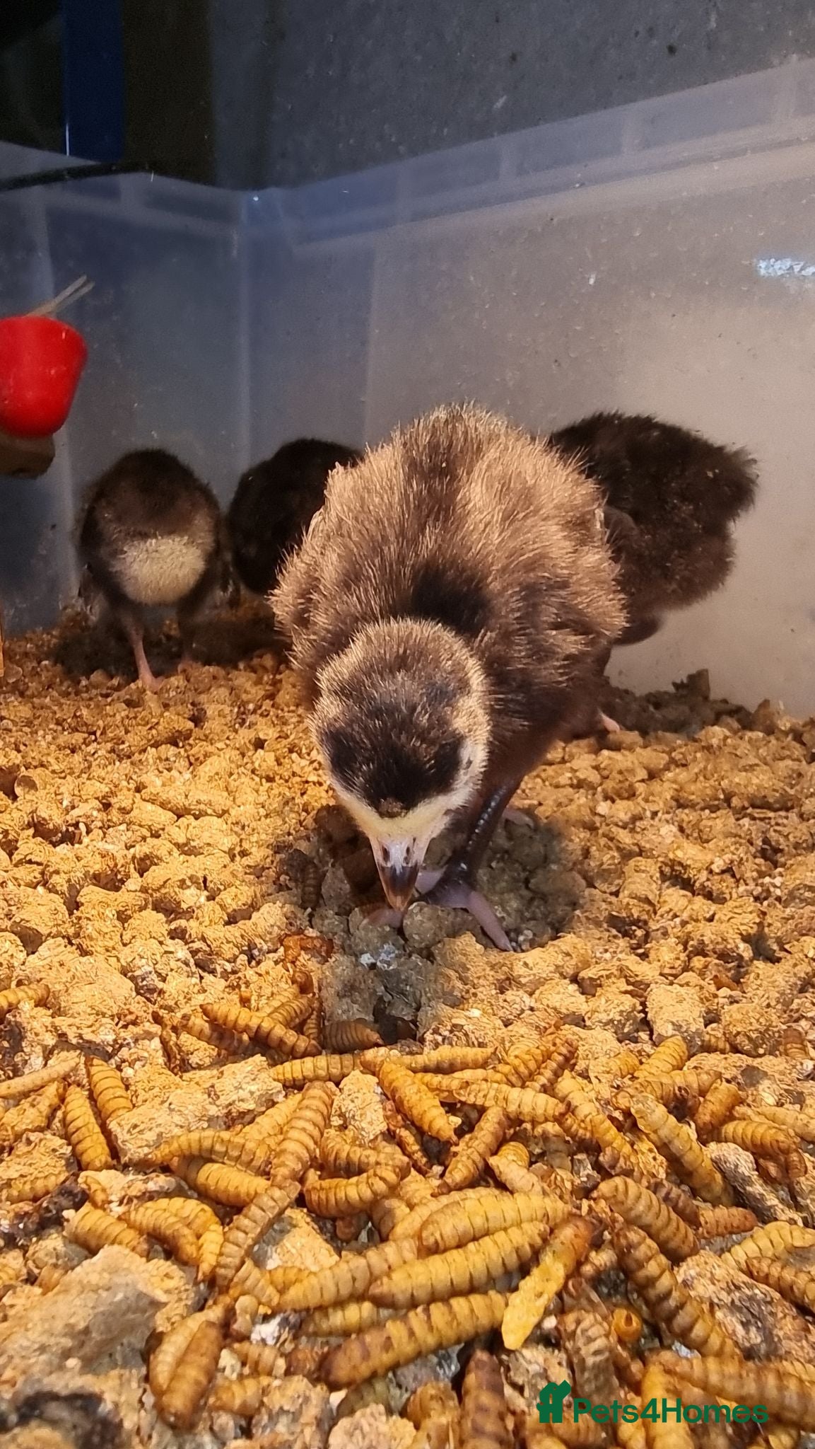 Turkeys poultry Norfolk Black Turkey Poults - Hatched 17th July - Advert 2