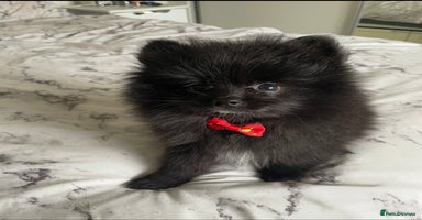 Pomeranian dogs Final Reduction 1 left Beautiful Pomeranian Boys  - Advert 1