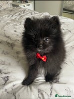 Pomeranian dogs Final Reduction 1 left Beautiful Pomeranian Boys - Advert 1