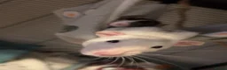Rat rodents for sale: 4 female rats (setup included) - Advert 6