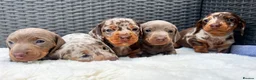 Miniature Dachshund dogs for stud: long haired miniature dachshund in Sunderland - Advert 8